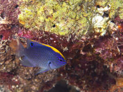 Indian Damsel photo 2
