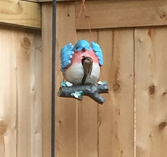 Thryothorus ludovicianus