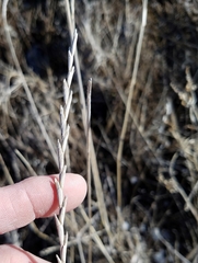 Thinopyrum intermedium