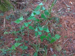 Acer morrisonense