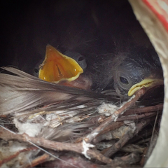 Thryothorus ludovicianus