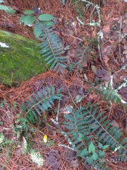 Polystichum parvipinnulum