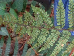 Polystichum parvipinnulum