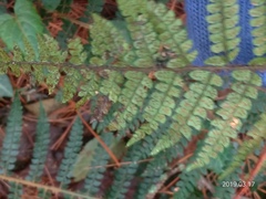 Polystichum parvipinnulum