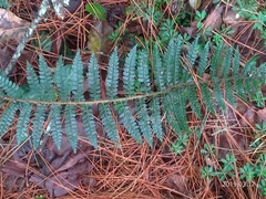 Polystichum parvipinnulum
