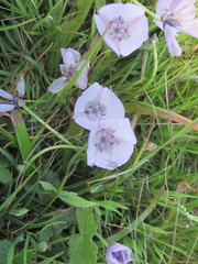 Calochortus uniflorus