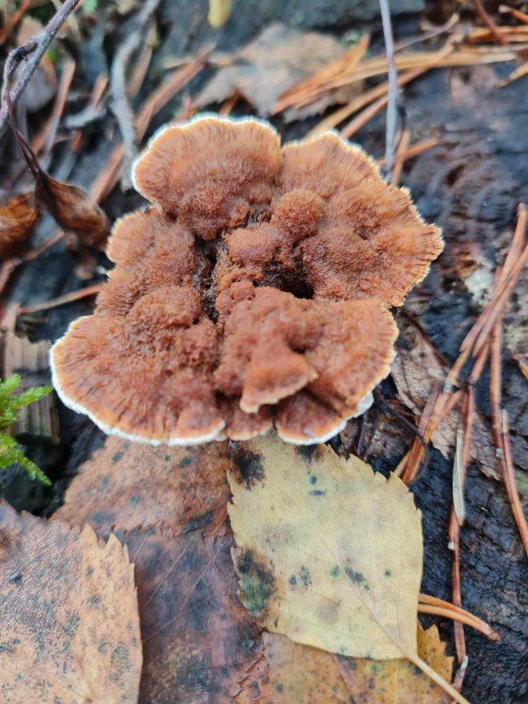Inonotus triqueter