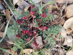 Synchytrium papillatum