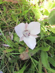 Calochortus uniflorus