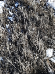 Thinopyrum intermedium