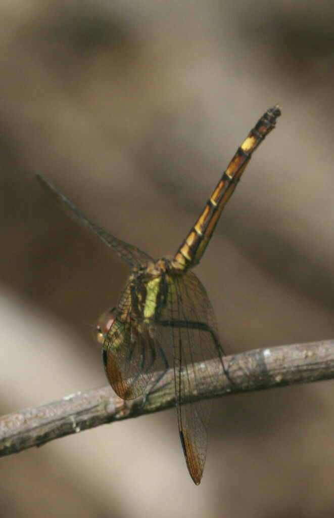 Micrathyria laevigata