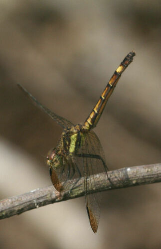 Micrathyria laevigata