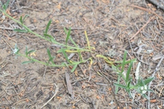 Cryptantha leiocarpa