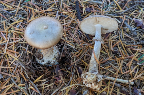 Amanita porphyria