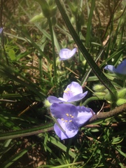 Tradescantia