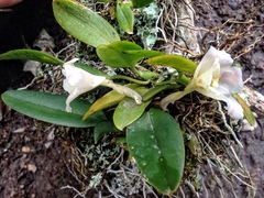 Rodriguezia granadensis