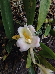 Rodriguezia granadensis