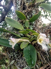 Rodriguezia granadensis