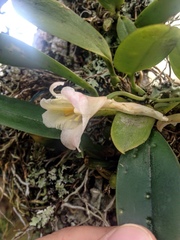 Rodriguezia granadensis