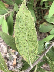 Eriophyes plucheae
