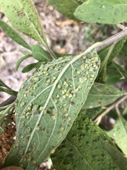 Eriophyes plucheae