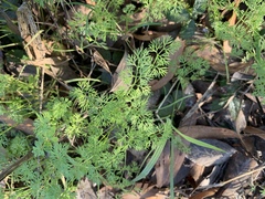 Scandix pecten-veneris