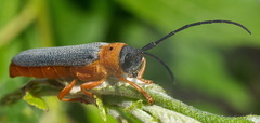 Oberea oculata