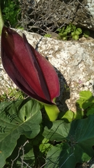 Arum palaestinum
