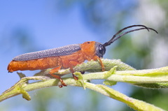 Oberea oculata