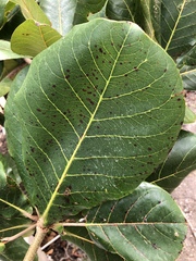 Alternaria
