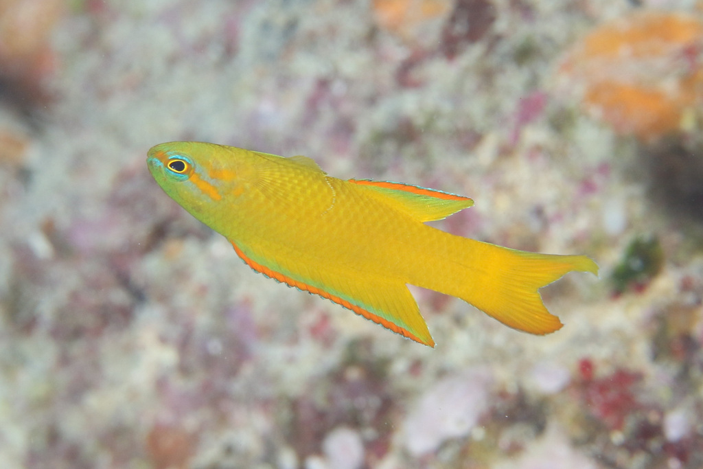 Gele assessor (Assessor flavissimus) — Plesiopidae