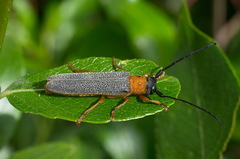 Oberea oculata
