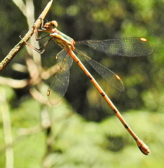 Chlorolestes conspicuus