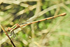 Chlorolestes conspicuus