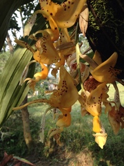 Stanhopea oculata
