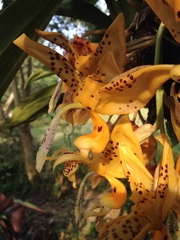 Stanhopea oculata