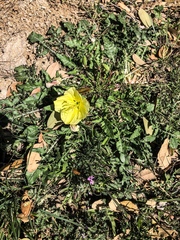 Oenothera triloba