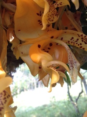 Stanhopea oculata