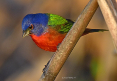 Passerina ciris ciris