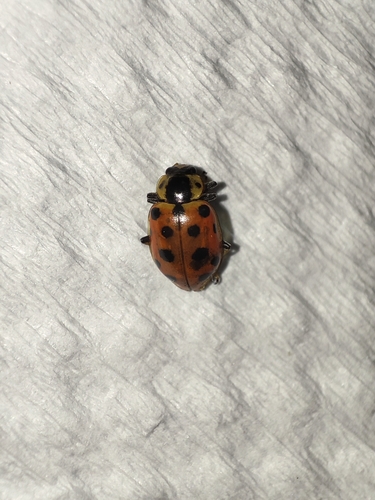Thirteen-spotted Lady Beetle