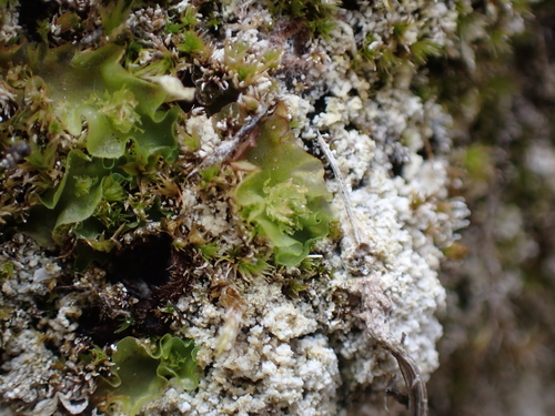 Image of Moerckia hibernica by no rights reserved
