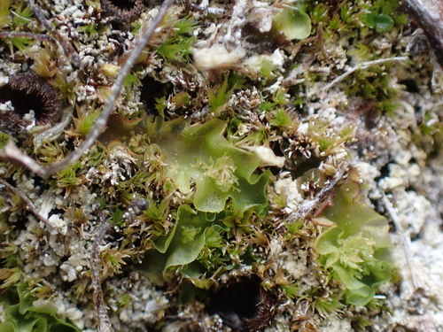 Image of Moerckia hibernica by no rights reserved