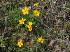 Viola douglasii