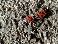 Pyrrhocoris apterus