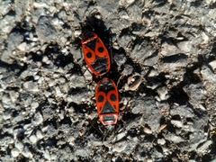 Pyrrhocoris apterus