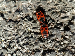 Pyrrhocoris apterus