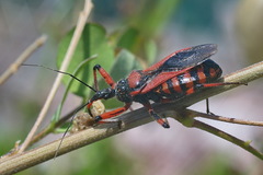 Rhynocoris iracundus