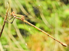 Chlorolestes conspicuus
