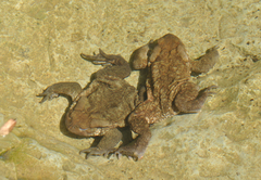 Bufo verrucosissimus