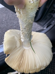 Saproamanita foetidissima